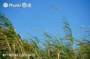 精選照片