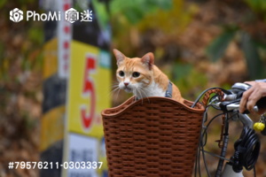 精選照片
